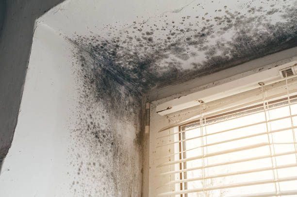 Affordable Hvac And Air Duct Mold Remediation solutions in Greenbackville, VA